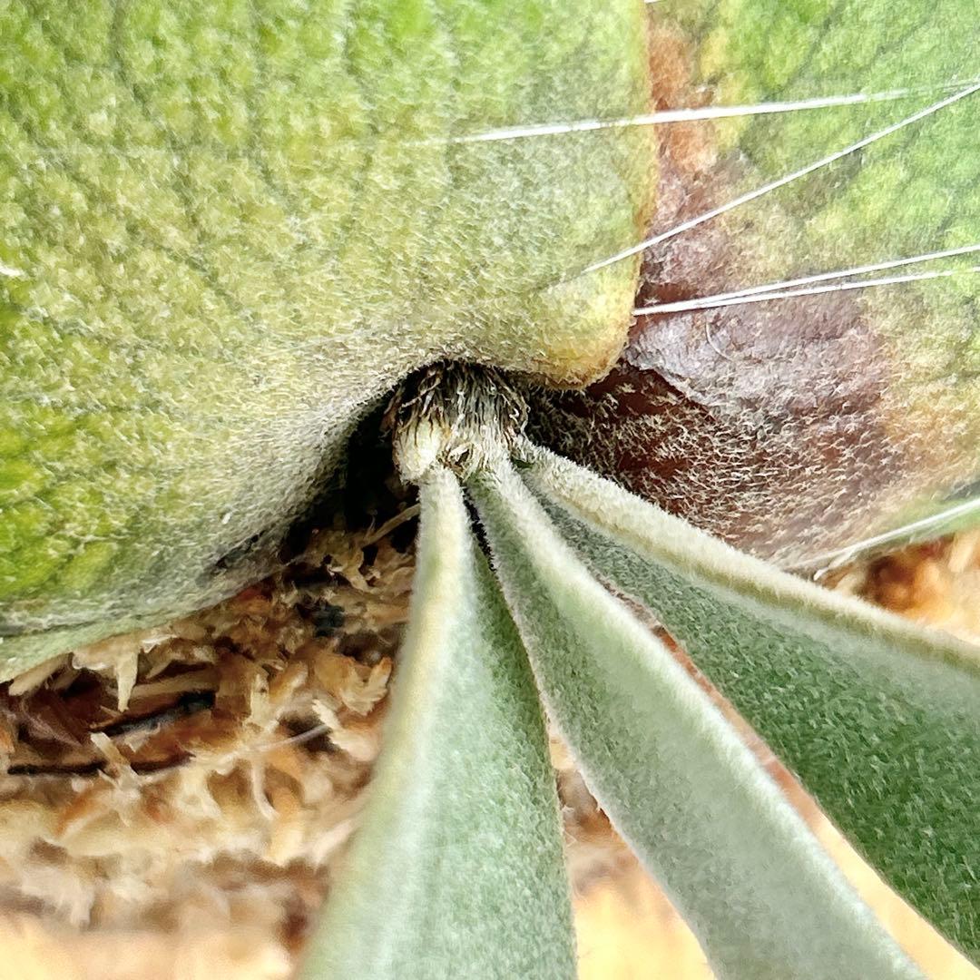 P. wilinckii Golden Boy spore【61】