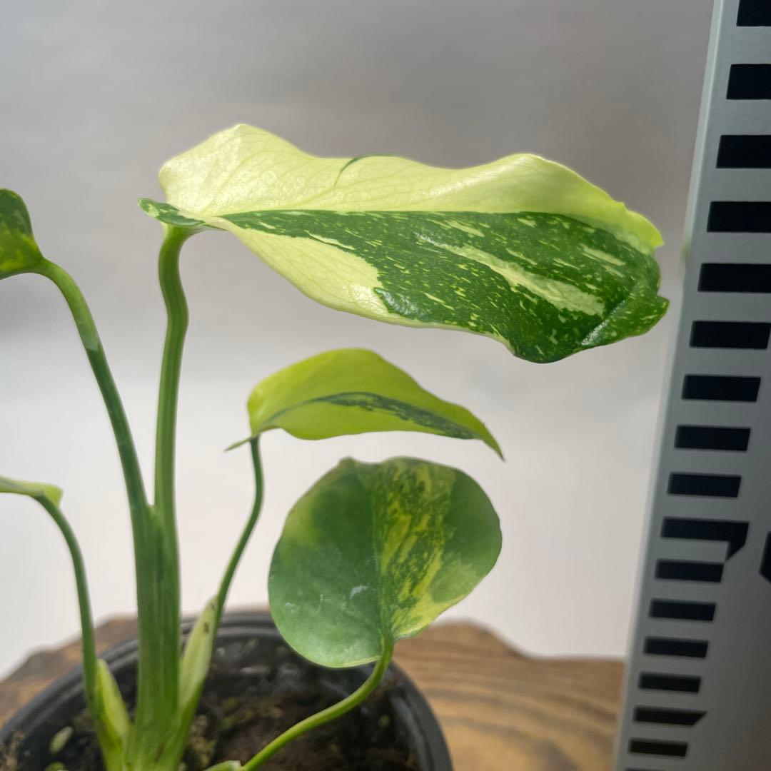 A111品種保証！モンステラ　ギング　エレクトロライト 美株 斑入り 希少種