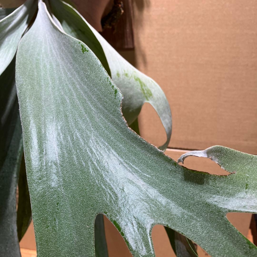 ビカクシダP. Saikeaw サイケオ　親株　傷あり