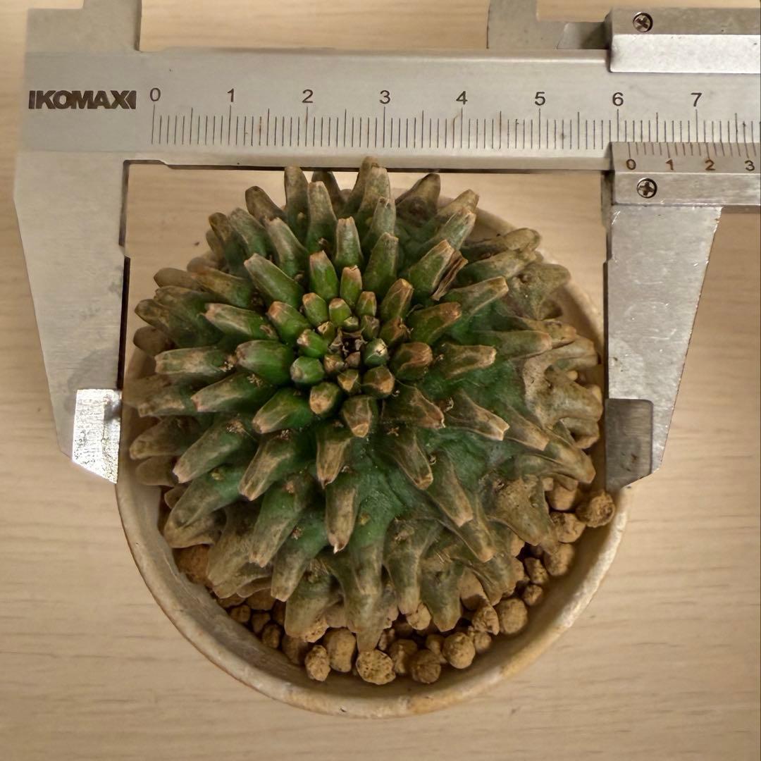 Q*P様 ユーフォルビア ホリダ×鉄甲丸 ホリダ鉄甲 ホリ鉄