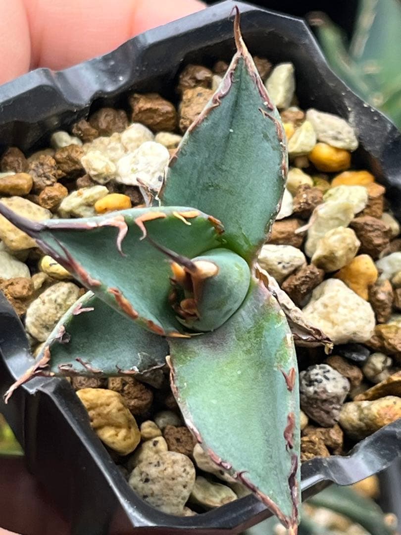 ユタエンシス　エボリスピナ×BB エボBB 子株　ハイブリッド　アガベ