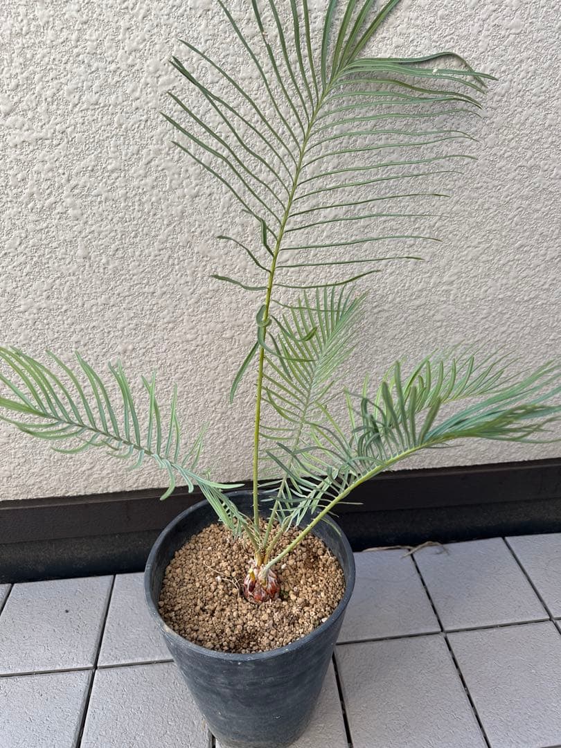 特大　サイカスカイルンシアナ　ドライガーデン　絶滅危惧種　ソテツ　シルバーリーフ