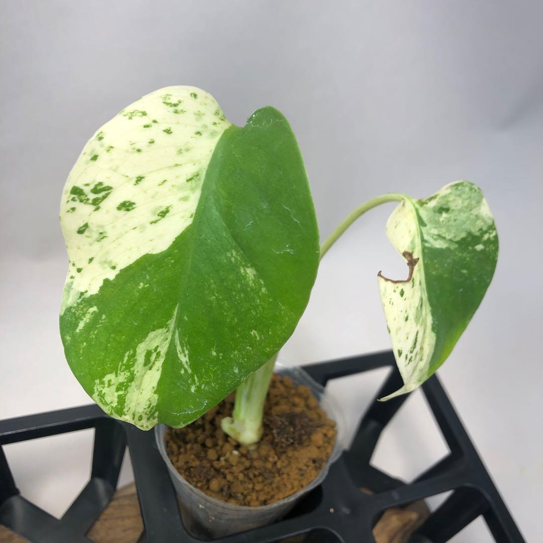 シ*ニ様 5株セット ms52 【特別選抜】ホワイトモンスター／天津蘭 モンステ