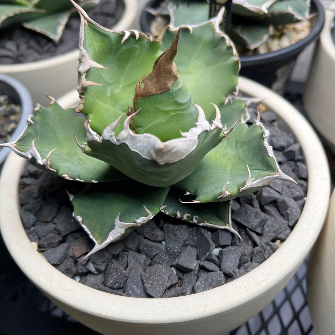 【美株】　コレクション株　アガベ　ホワイトファイヤー　白火焔　鉢ごとメルカリ便