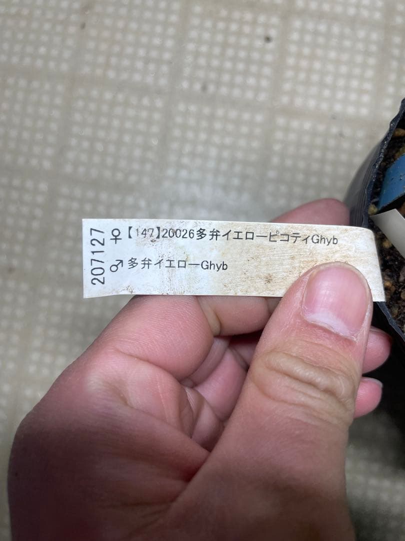 加藤農園 イエロープリマヴェーラ クリスマスローズ