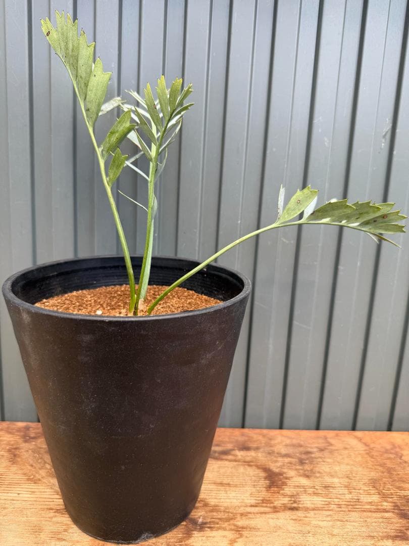 エンセファラルトス ホリダス