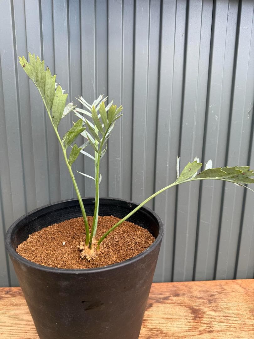 エンセファラルトス ホリダス