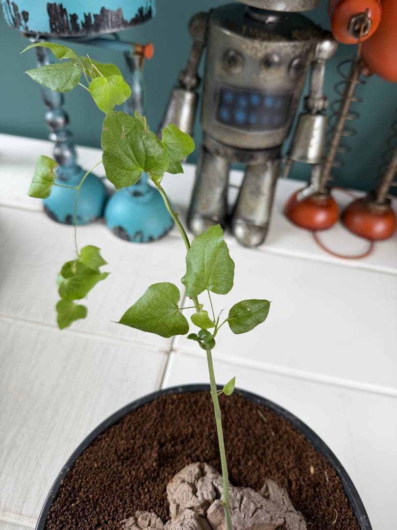 アフリカ亀甲竜 / ディオスコレア 塊根 コーデックス 多肉 冬型