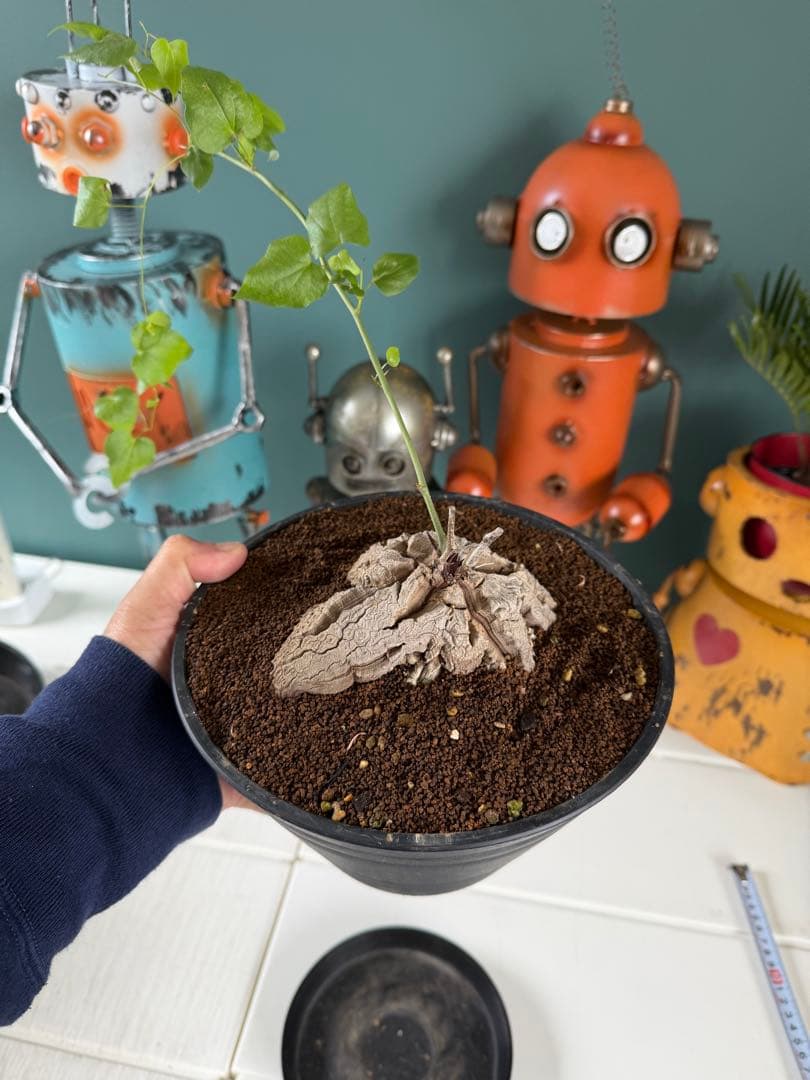 アフリカ亀甲竜 / ディオスコレア 塊根 コーデックス 多肉 冬型