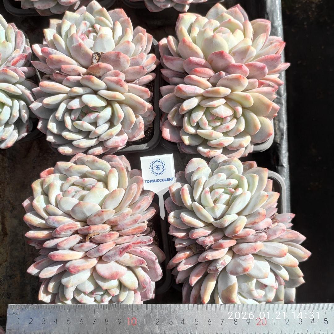 Top【選抜株】多肉植物　22317ムーン　ナイト 綴化 18個　鉢無し/脱土