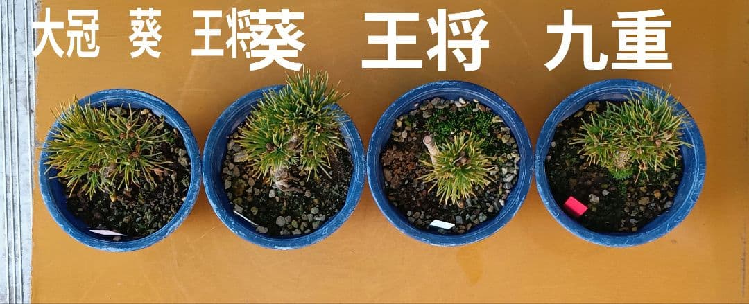 八房五葉松セット 10鉢