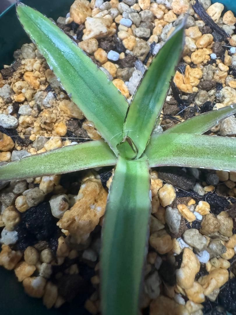Agave victoriae-reginae 「special」 235