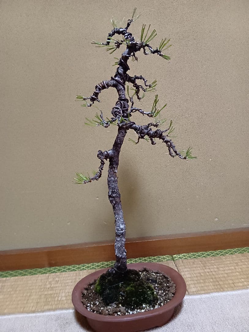 黒松文人盆‼️値下げ‼️