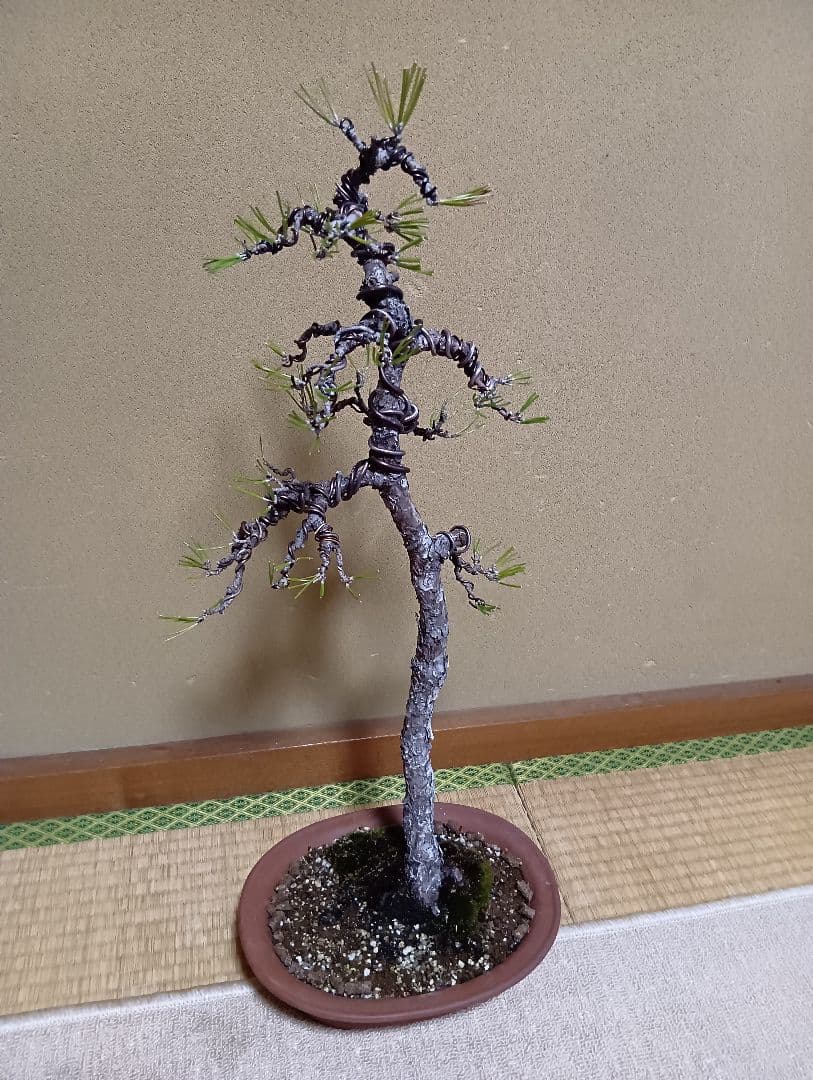 黒松文人盆‼️値下げ‼️