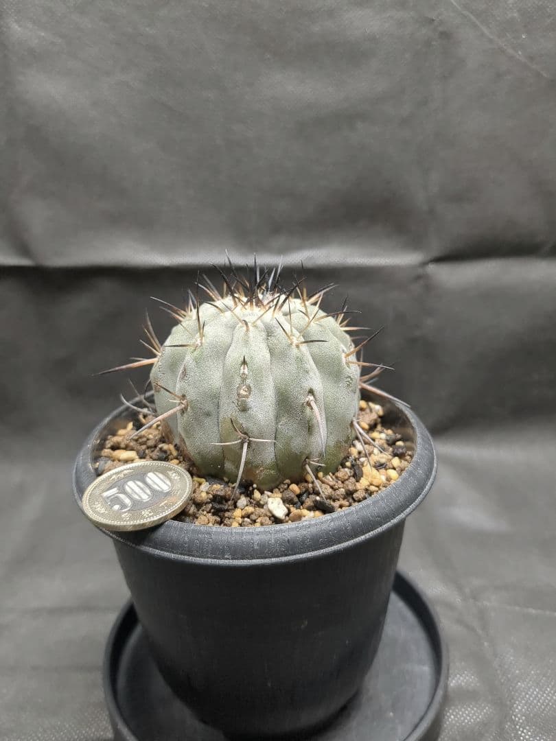 現地球　輸入株　カキコ　Copiapoa　コピアポア シネレア　黒王丸