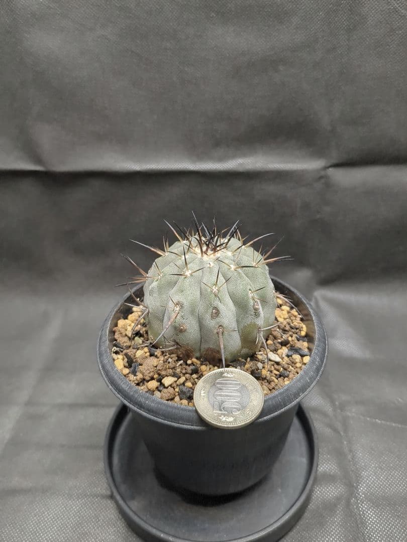 現地球　輸入株　カキコ　Copiapoa　コピアポア シネレア　黒王丸