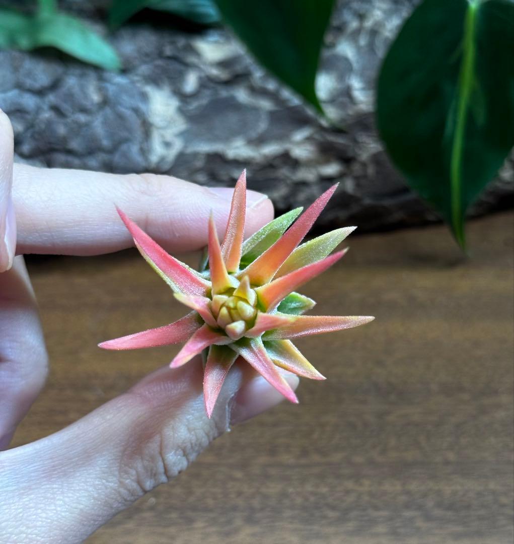 チランジア　マヤントーテムポール