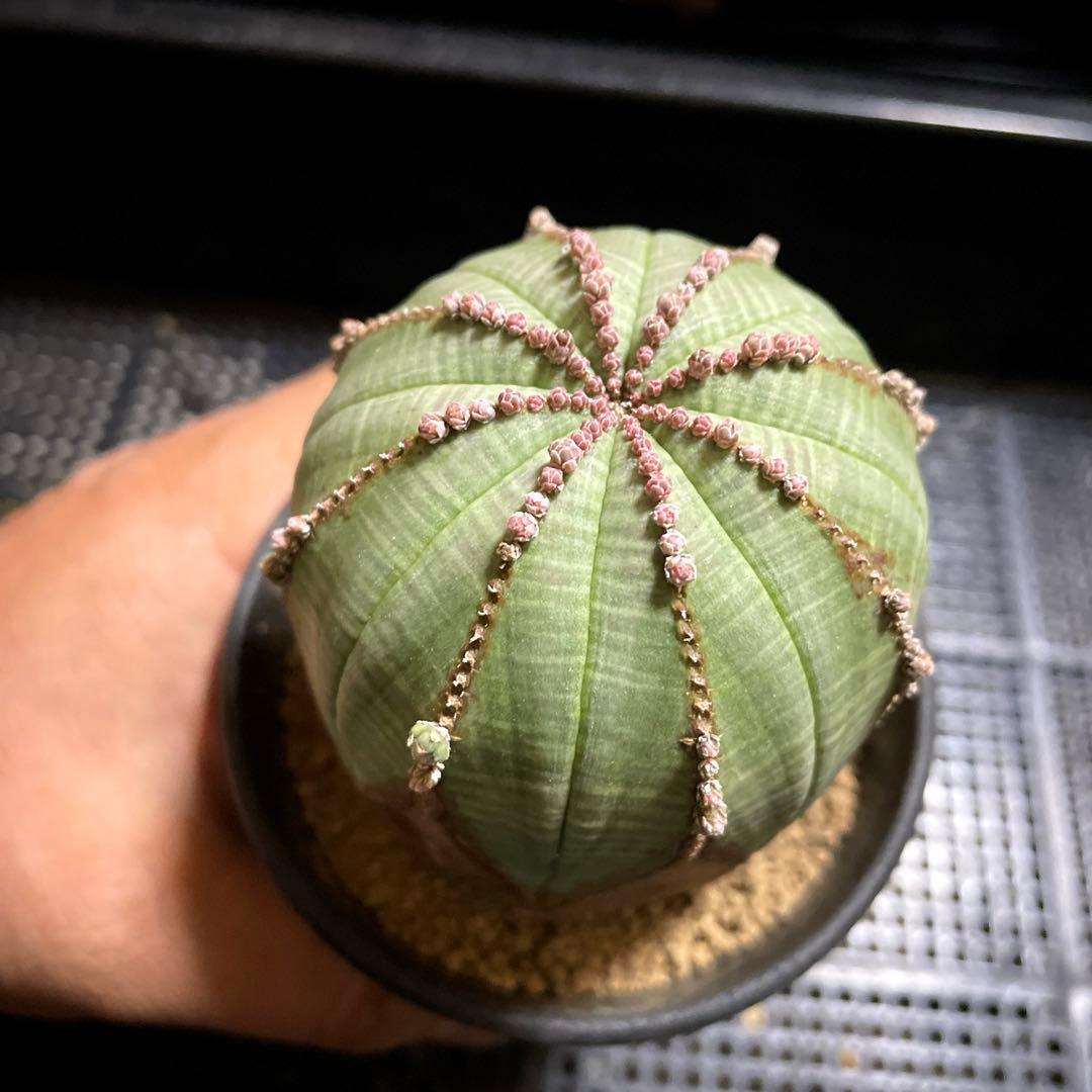 特大株　オベサ 木質化　ユーフォルビア　サボテン　多肉植物