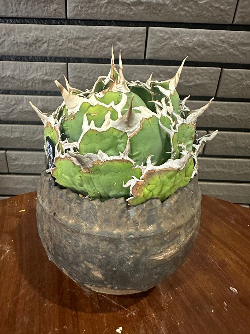 アガベ 白鯨 チタノタ 親株 特大