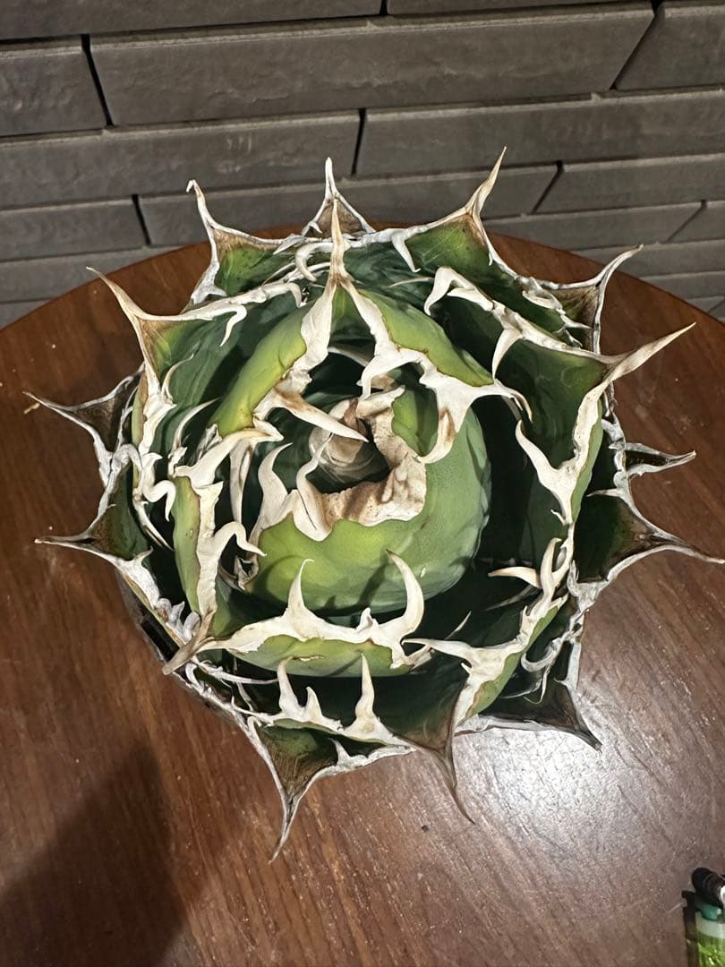 アガベ 白鯨 チタノタ 親株 特大