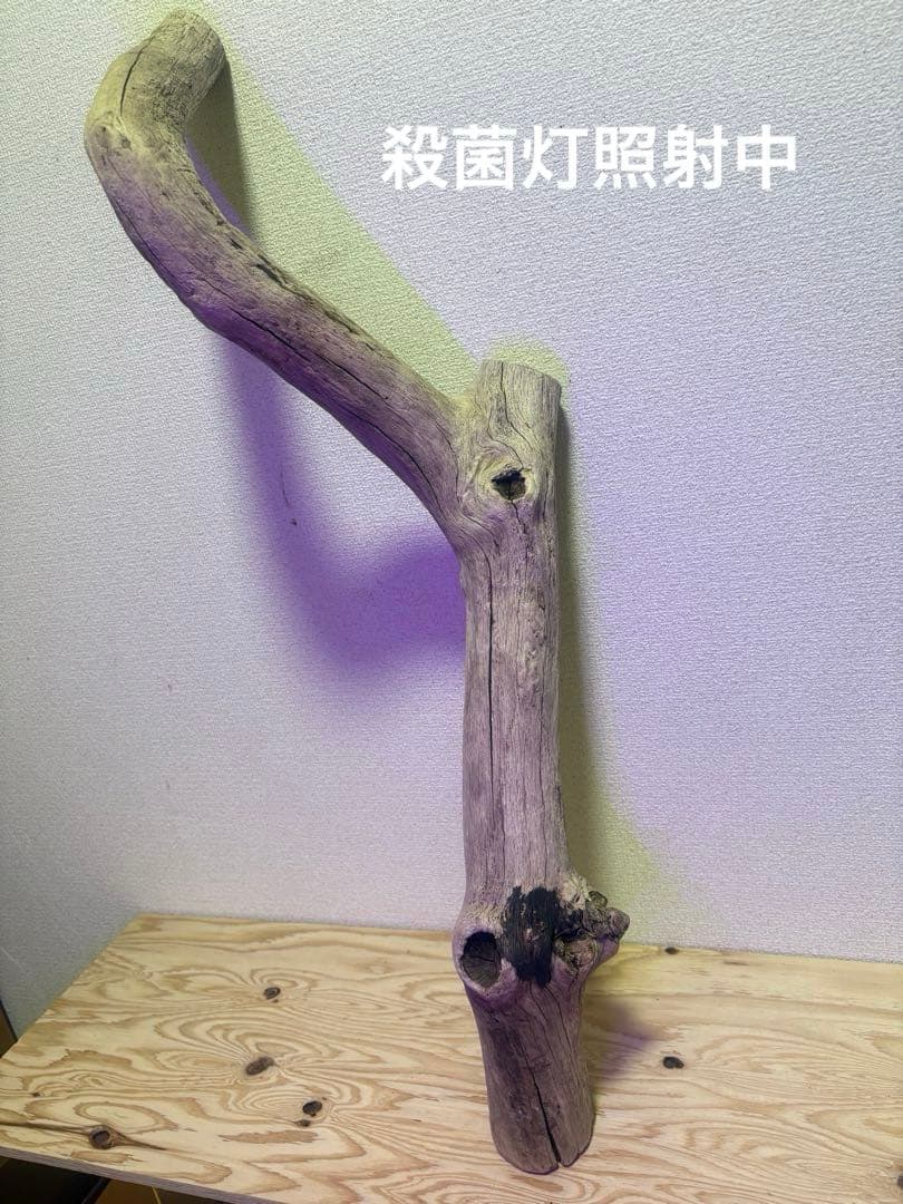 Ｇ39 流木　爬虫類　両生類　小動物シェルター　DIY ハンドメイド　観葉植物