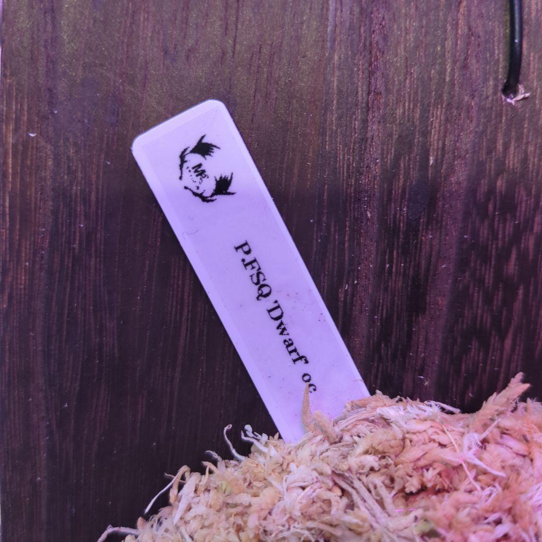 わ*ち様 【1株限定出品】P.FSQ 'Dwarf' oc/ビカクシダ