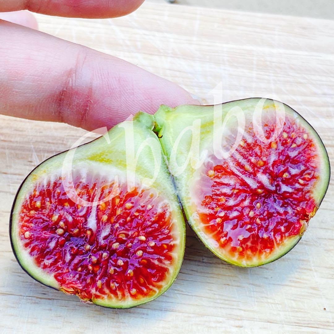 イチジクの良苗。Black Madeira