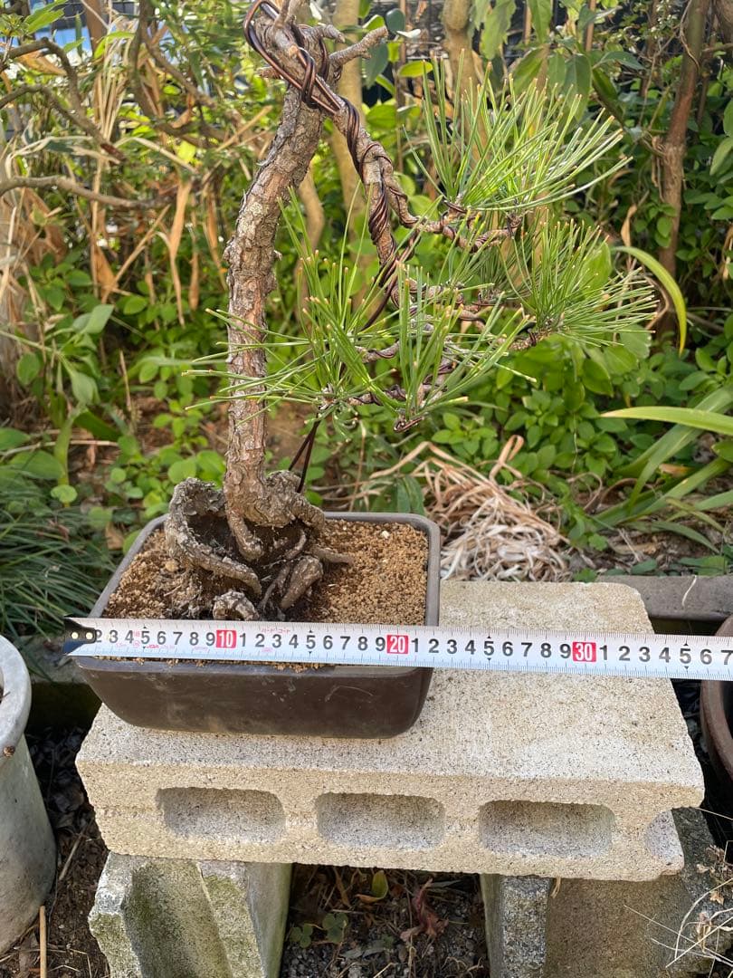 山採り黒松盆栽