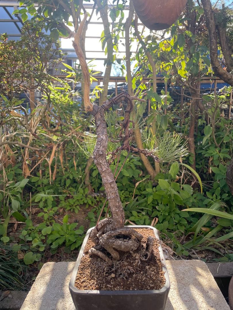 山採り黒松盆栽