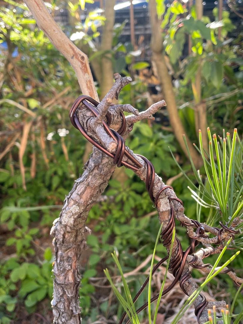 山採り黒松盆栽