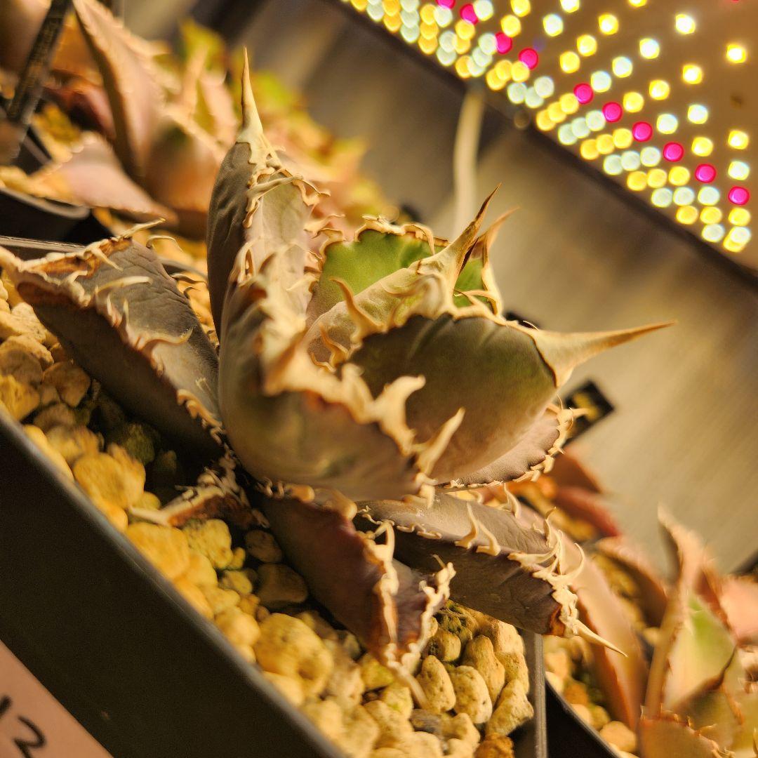 313✳1株限定✳【12.20写真更新】アガベ チタノタ インドネシア産