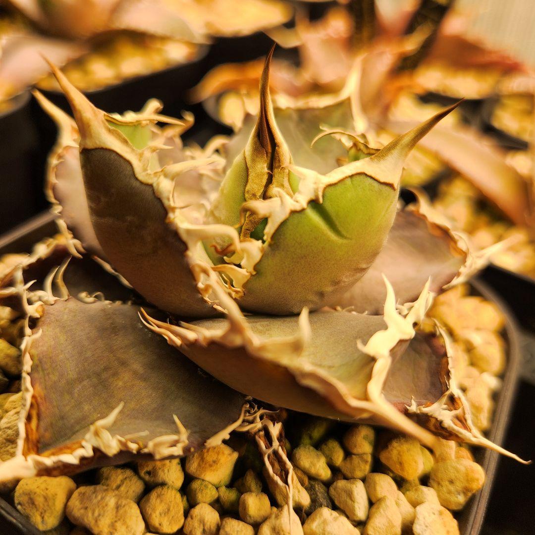 313✳1株限定✳【12.20写真更新】アガベ チタノタ インドネシア産