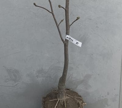 《現品》モクレン　エリザベス　樹高1.4ｍ（根鉢含まず）35【黄花/苗木】