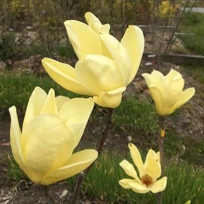 《現品》モクレン　エリザベス　樹高1.4ｍ（根鉢含まず）35【黄花/苗木】