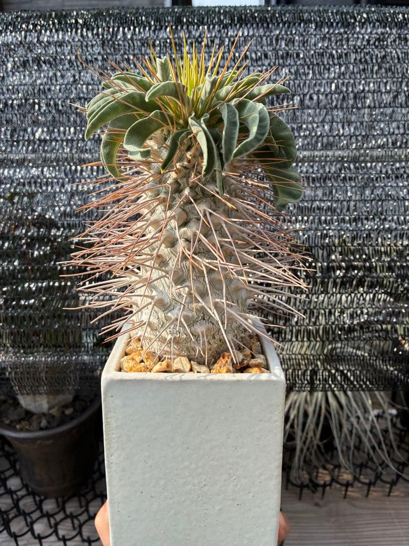 パキポディウム　ナマクアナム　光堂　鉢付き