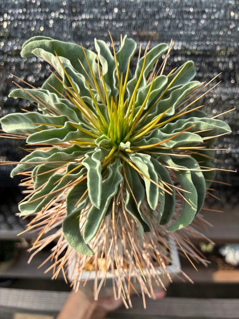 パキポディウム　ナマクアナム　光堂　鉢付き