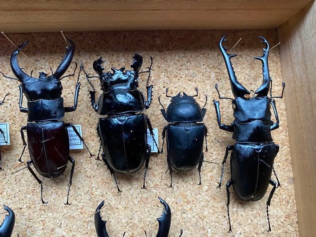 クワガタ多数　大型標本