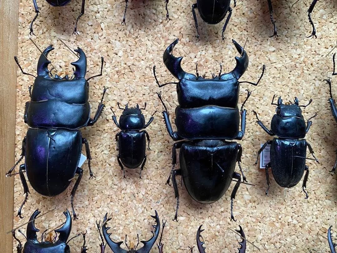 クワガタ多数　大型標本