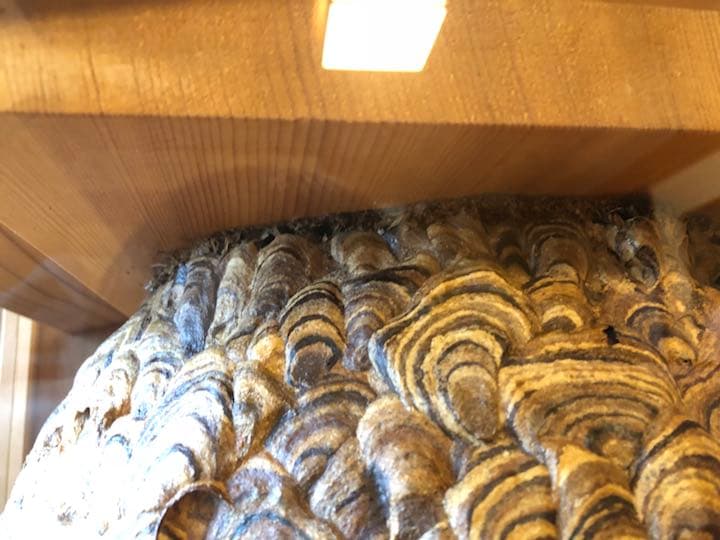 天然スズメバチの巣