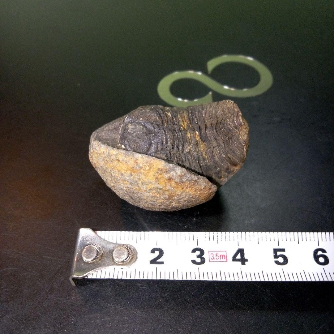 三葉虫　化石　fossil　ボリビア産　トライロバイト　Fossil番号①