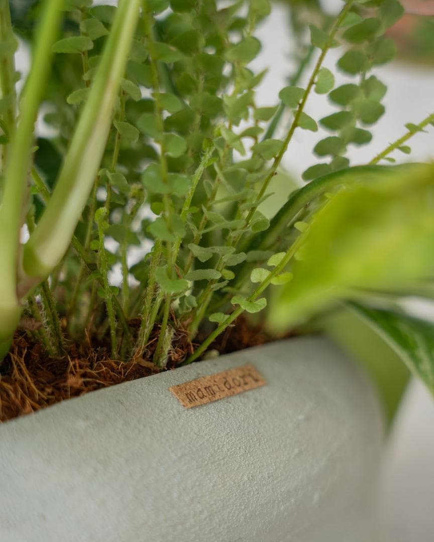 [期間限定SALE][鉢セット販売]水が好きな植物セット_Rain (1点限り)