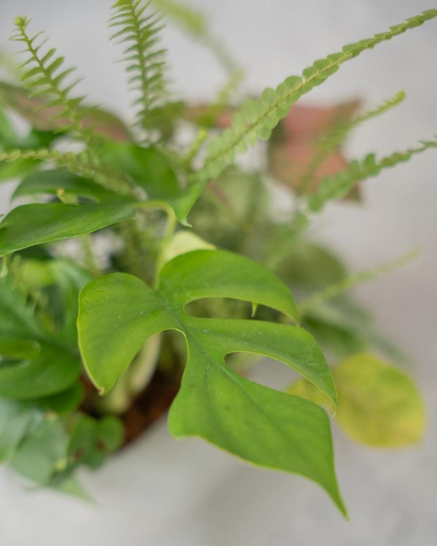 [期間限定SALE][鉢セット販売]水が好きな植物セット_Rain (1点限り)