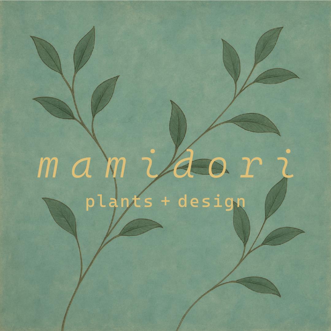 [期間限定SALE][鉢セット販売]水が好きな植物セット_Rain (1点限り)