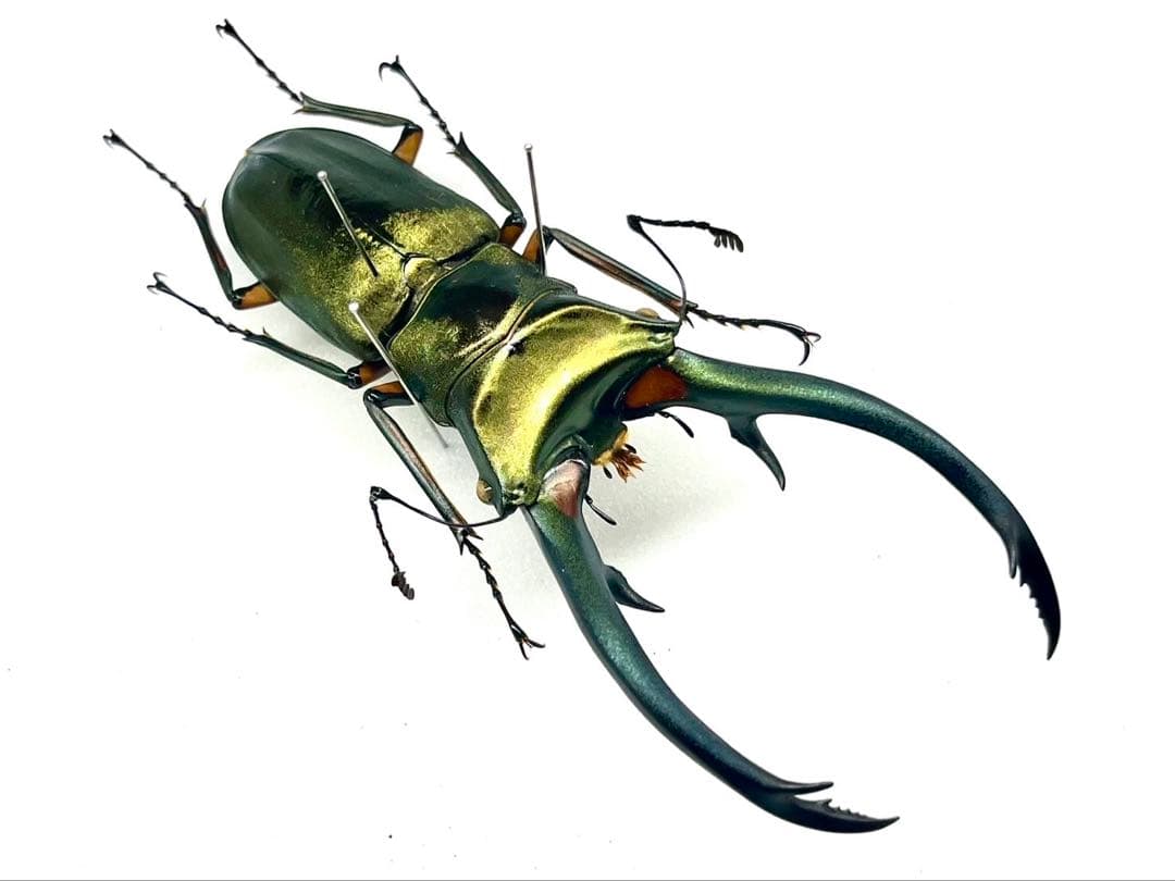 エラフスホソアカクワガタ　標本　93mm