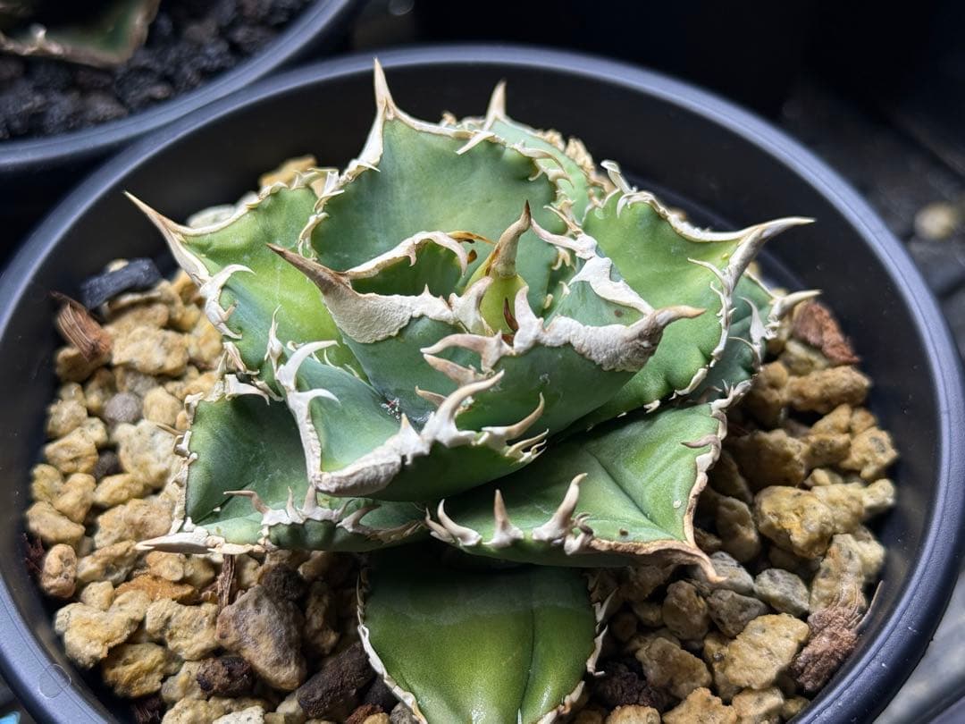 アガベ チタノタ　ivory W.A.