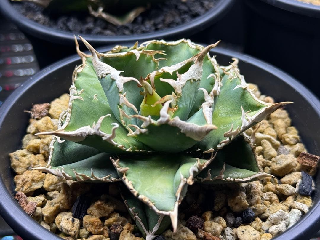 アガベ チタノタ　ivory W.A.