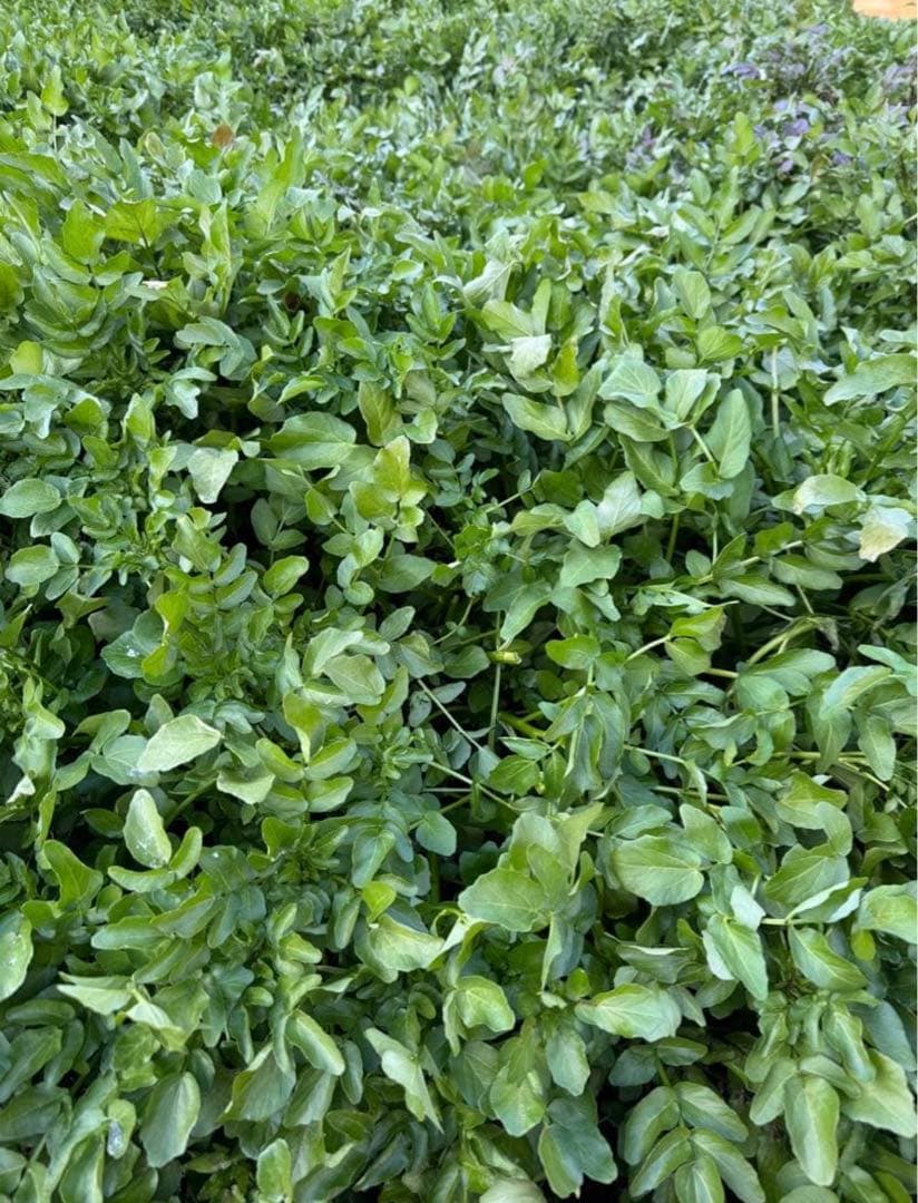 八百屋さんページ