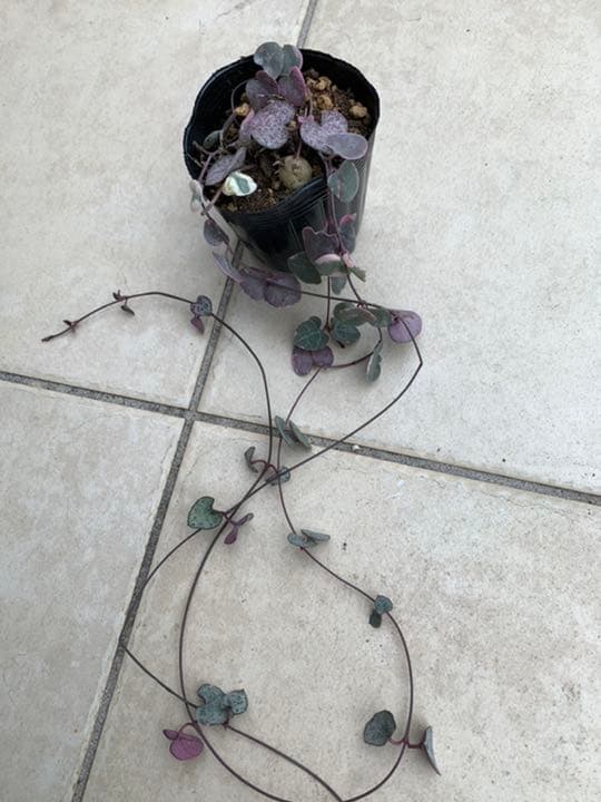 〈人気〉斑入りハートカズラ♡レディーハート②抜き苗