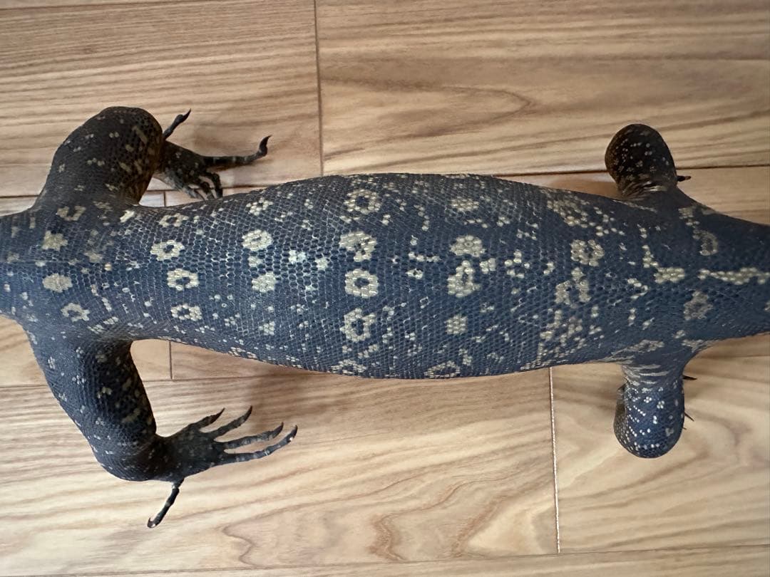 サルバトールモニターミズオオトカゲ剥製