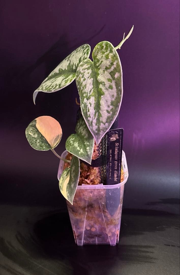 スキンダプサス グリーンダイヤモンド　1